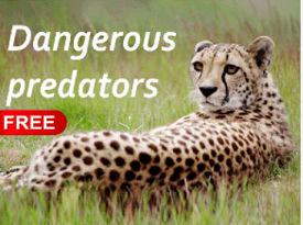 Dangerous Predators